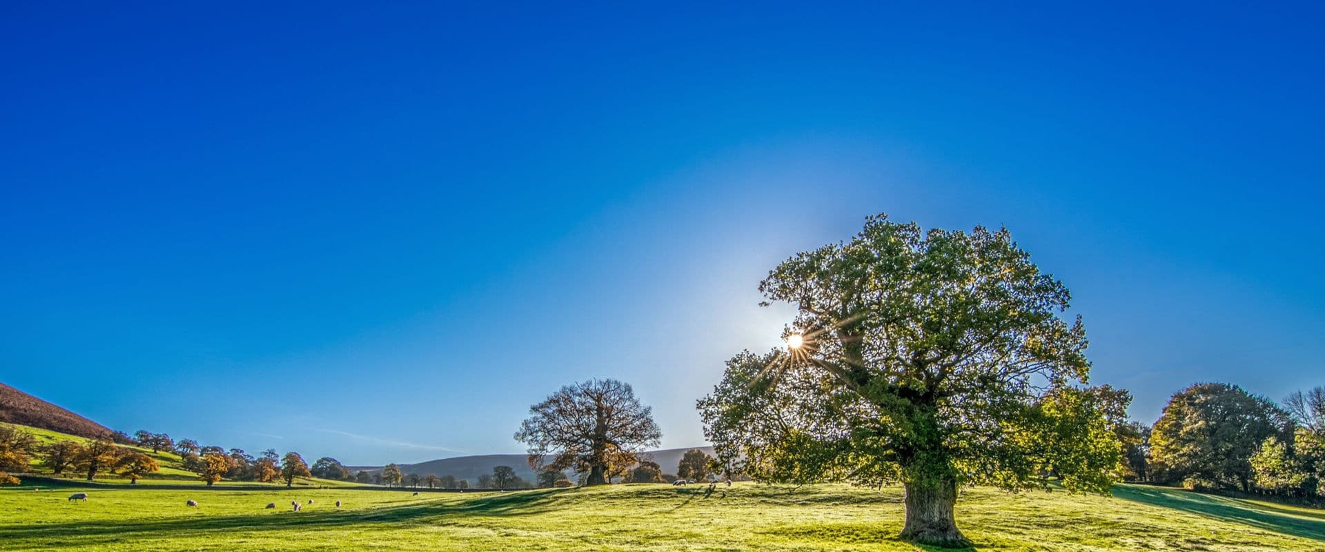 Web Design Bishop Auckland page header image